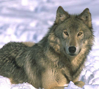 Die sch&ouml;nsten Tiere... W&ouml;fe...